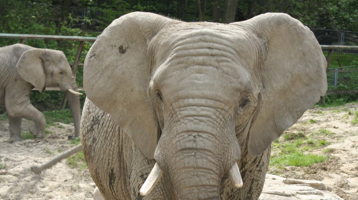 Foto: Archiv Opel-Zoo