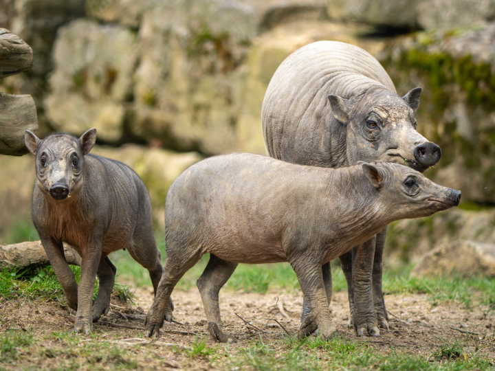 Foto: Archiv Opel-Zoo